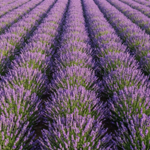 Lavender and Melatonin